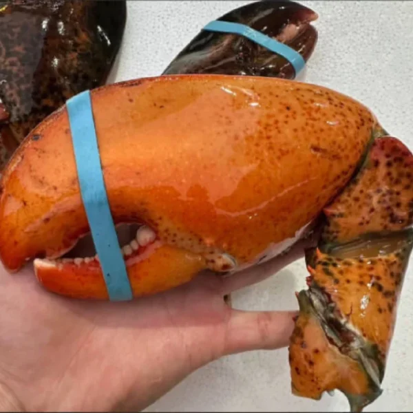 LIMITED EDITION: Giant Deep-Sea Lobster Pincers 🔥 Hurry up!